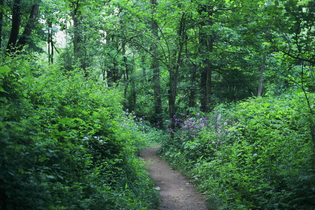 Wildflower Forest