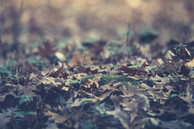 Fall Leaves