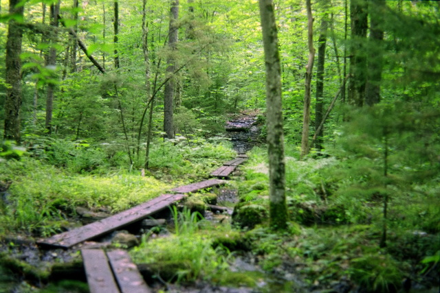 Vermont Trail